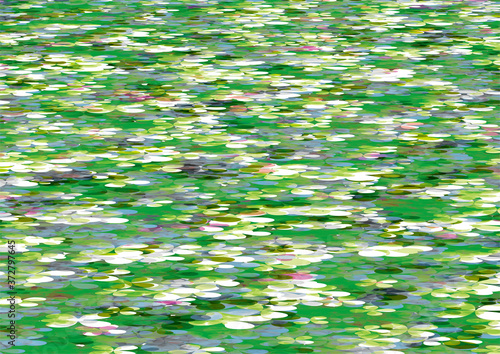 静かな睡蓮の池　