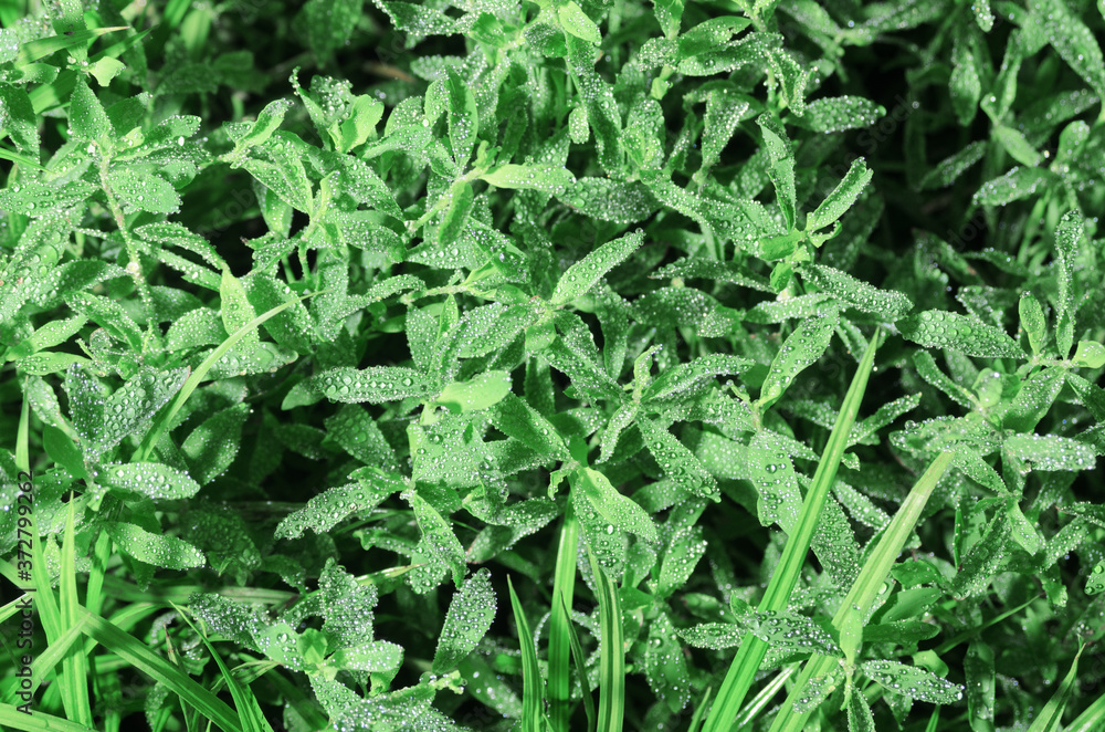 A background of meadow grass covered with dewdrops in the early morning. A background of meadow grass covered with dewdrops in the early morning.