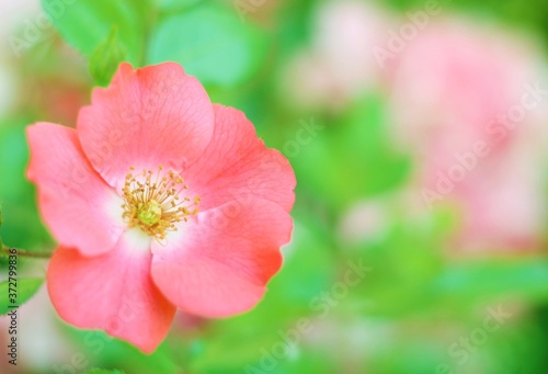 preciosa flor roja de p  talos redondeados con hermoso fondo verde  soft  bokeh  dreamy  vintage  