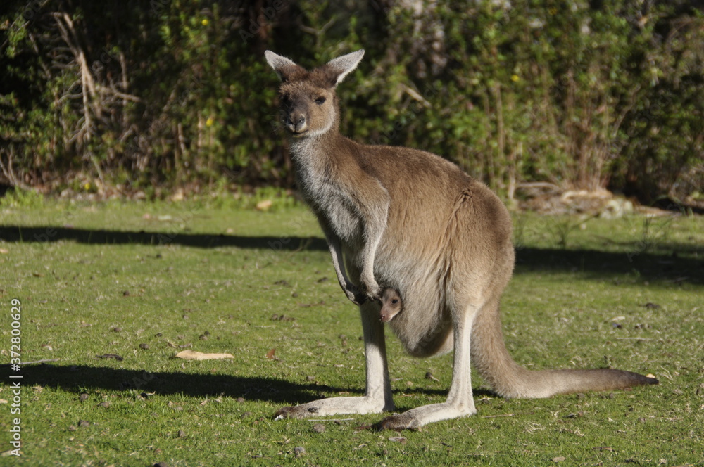 Western Grey Kangaroo in parkland