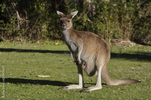 Western Grey Kangaroo in parkland
