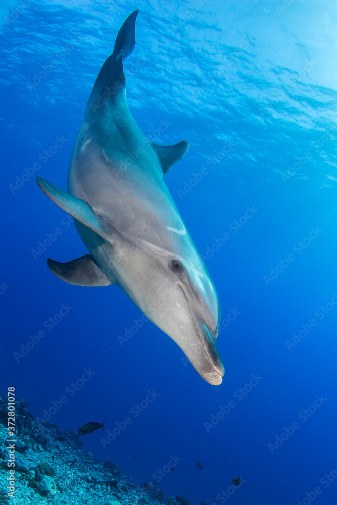 dolphin underwater dolphin underwater