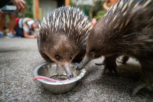 Foto タスマニアのハリモグラ(Short-beaked echidna)(Tachyglossus aculeatus)が餌を食べている