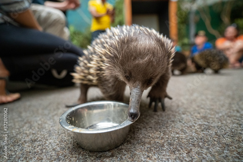 タスマニアのハリモグラ(Short-beaked echidna)(Tachyglossus aculeatus)が餌を食べている photo