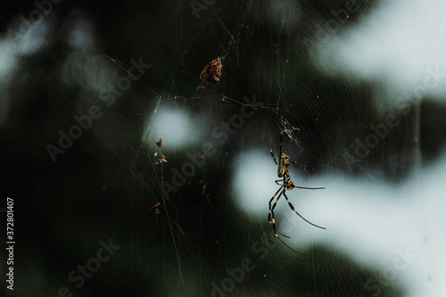 Golden Orb Weaver Joro Spider in South Korea