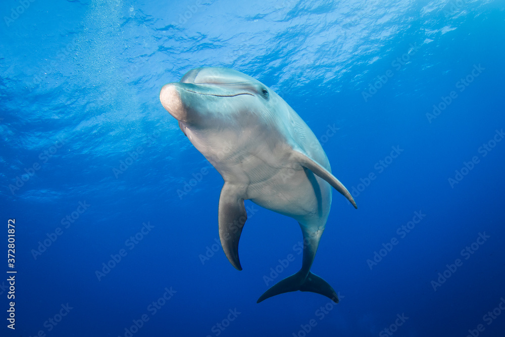 Naklejka premium dolphin underwater