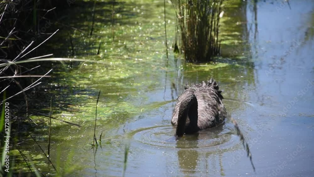 Black Swan Swimming In Grassy Water Area - Tasmania Australia Black Swan Swimming In Grassy Water Area - Tasmania Australia