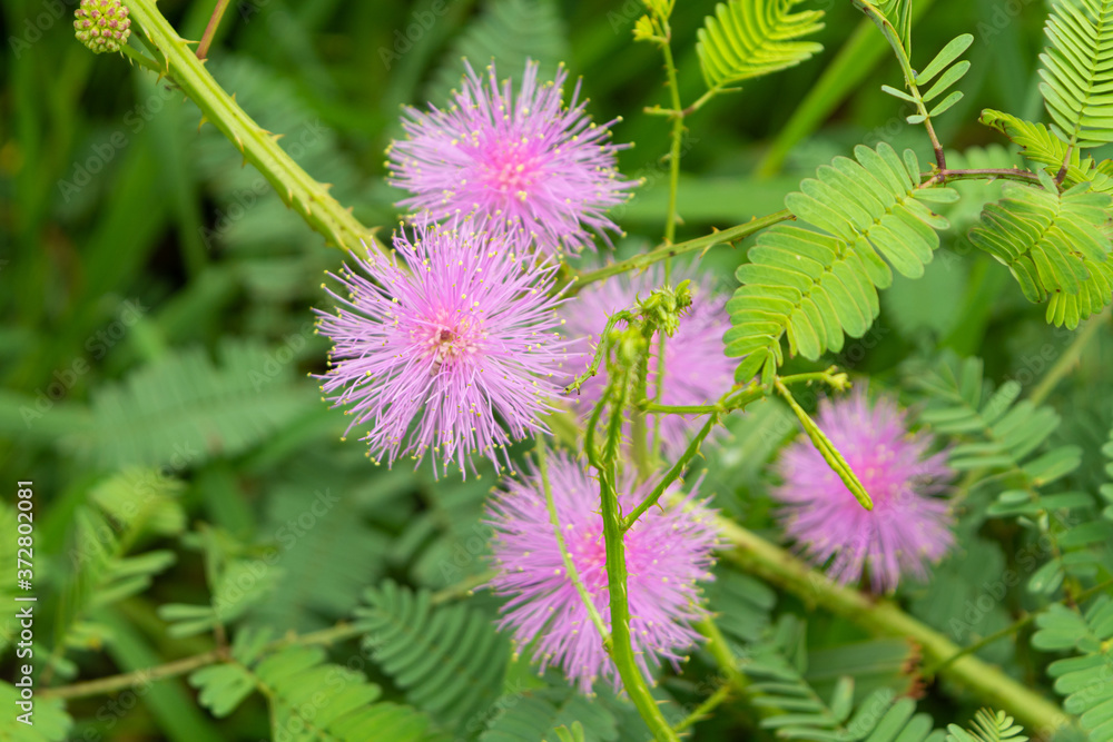 mimosa mimosa