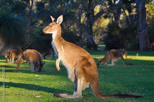The iconic Australian kangaroo
