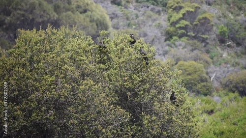 Wild Yellow Tailed Black Cockatoo Birds Perched in Tree Tasmania Australia photo