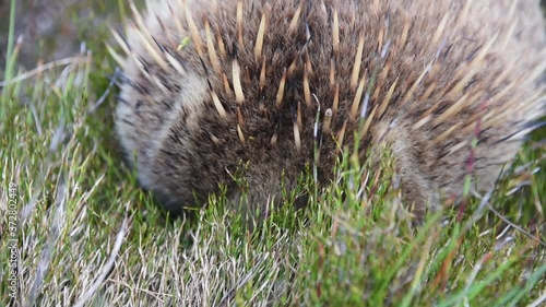 Close Up of Echidna Forraging In Grass - Cradle Mountain Tasmania photo