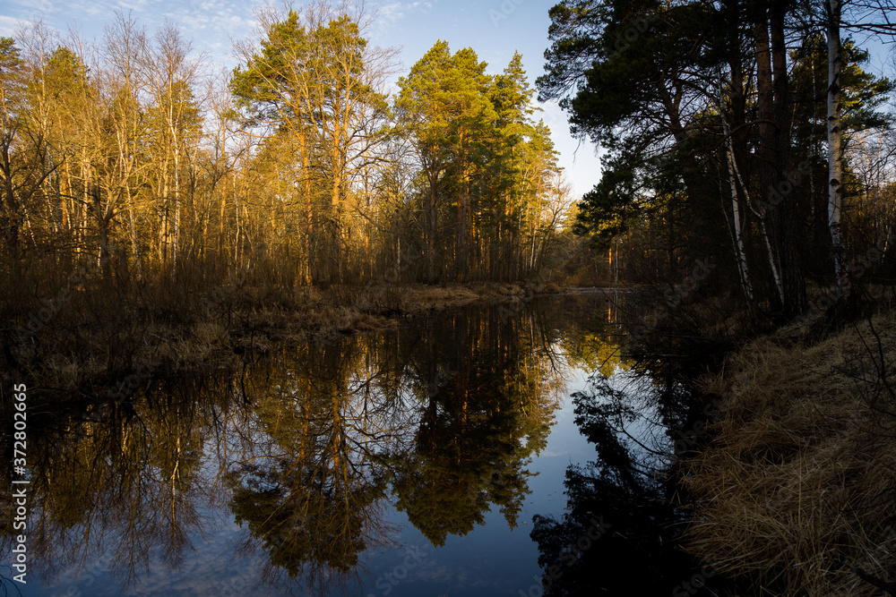 Obraz premium autumn trees reflected in water