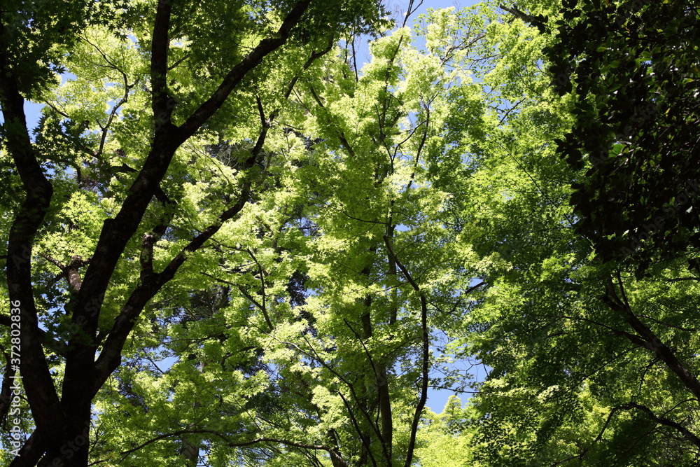新緑の楓 新緑の楓