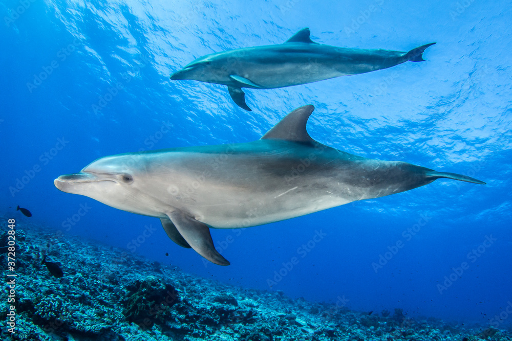 dolphin underwater