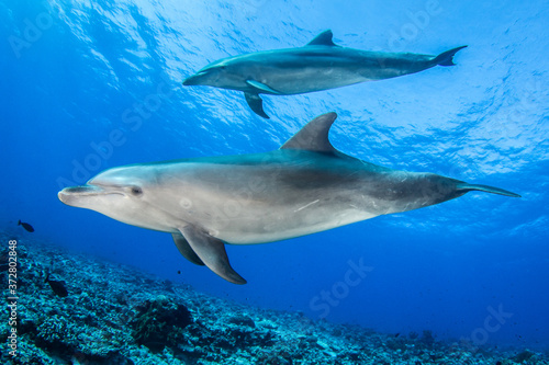 dolphin underwater © Tropicalens