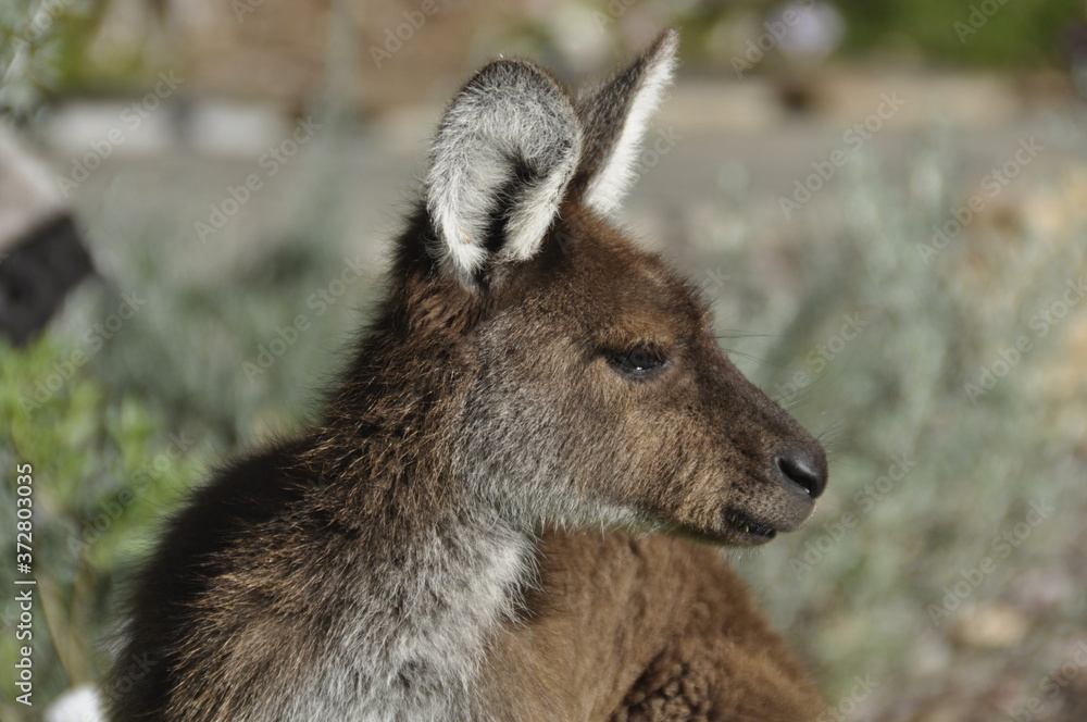 Portrait of a young kangaroo