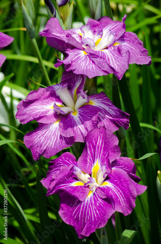 菖蒲
