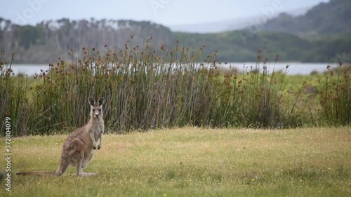 Mom and Baby Kangaroo Jumping Hopping Feeling - Australia photo