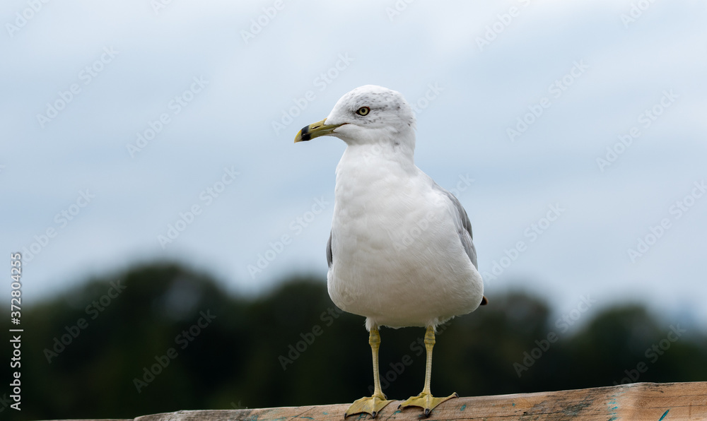 A picture of a seagull resting on the fence. Vancouver BC Canada
A picture of a seagull resting on the fence. Vancouver BC Canada