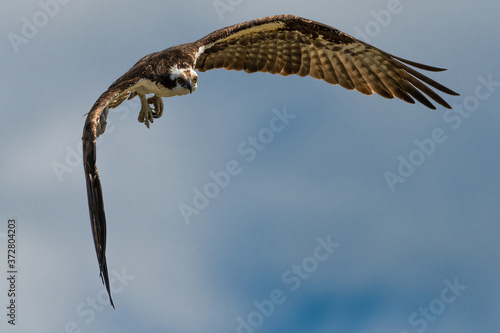 Flying Osprey or Sea Hawk (Pandion haliaetus) photo