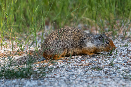 Northern Idaho Ground Squirrel (Urocitellus brunneus) photo