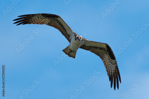 Flying Osprey or Sea Hawk  Pandion haliaetus 