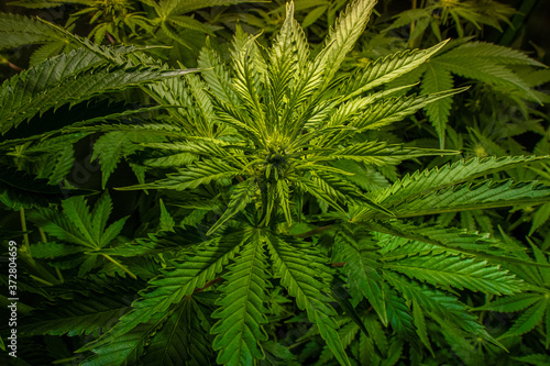 Medical marijuana plants indoors, before they start to flower and with a beautiful green.