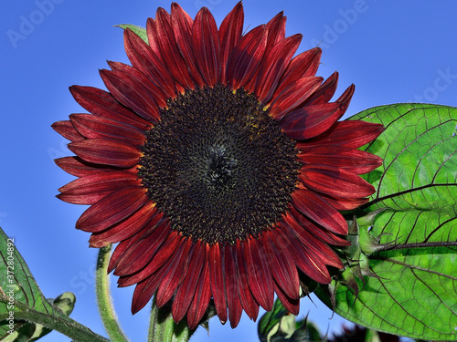 Moulin Rouge Sunflower