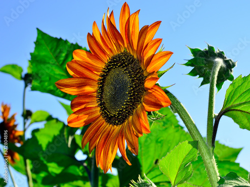 Terracotta sunflower