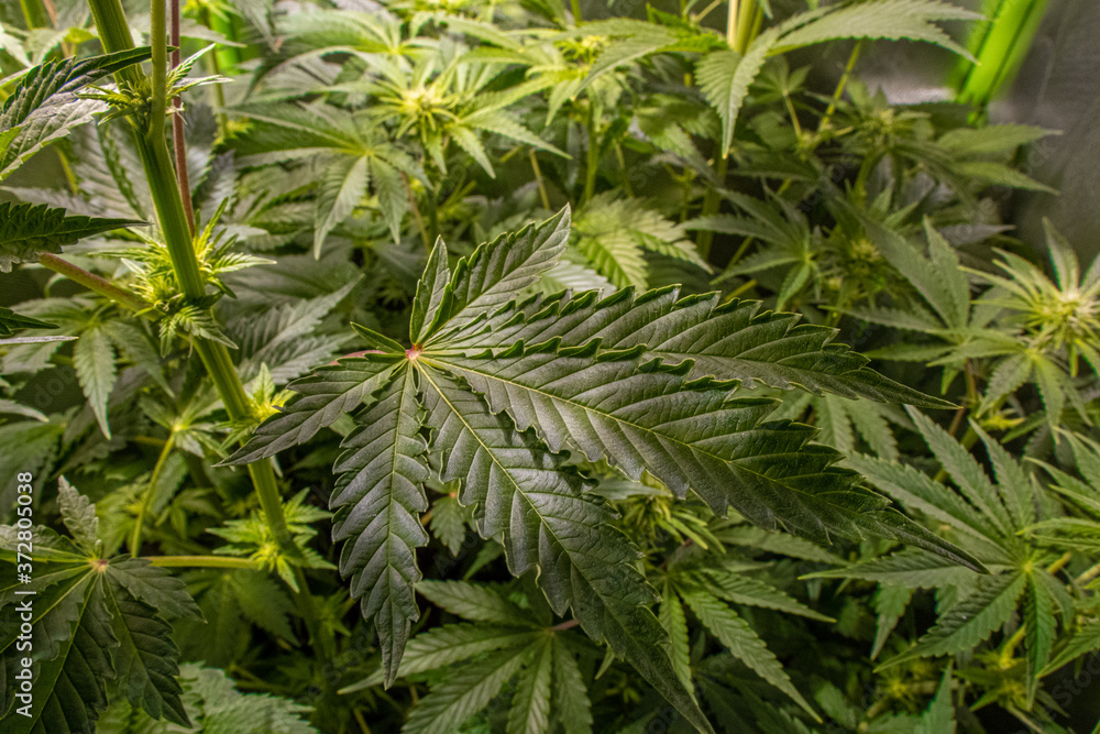 Beautiful medical marijuana leaves in a greenhouse.
