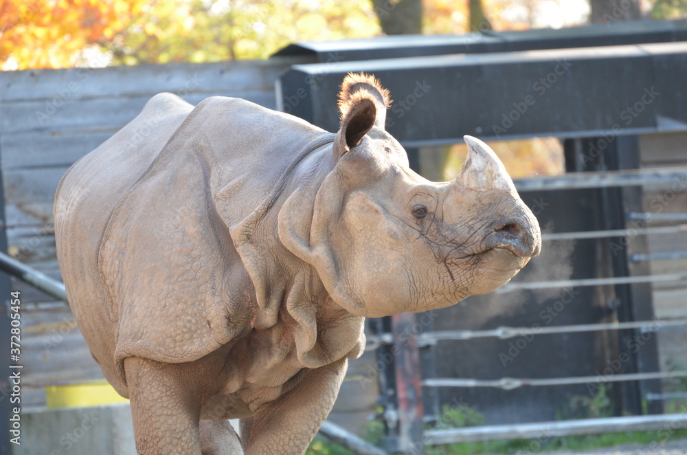 Naklejka premium portrait of a rhino