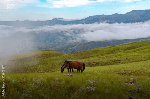 horses in the mountains © dennys