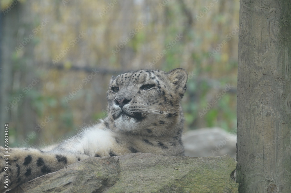 Fototapeta premium leopard in the zoo