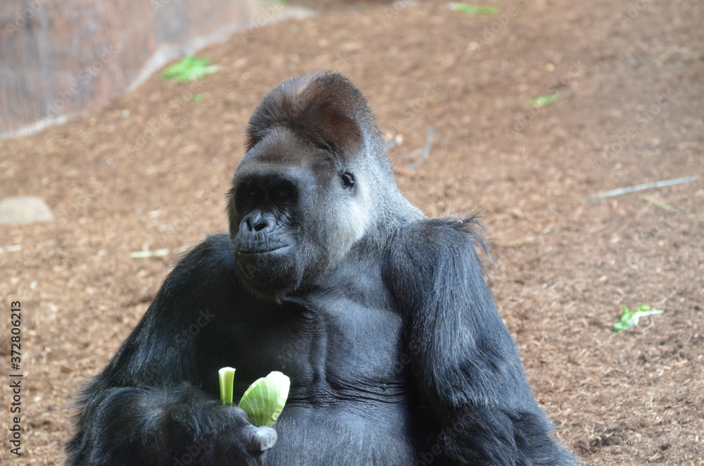 Obraz premium Gorilla
