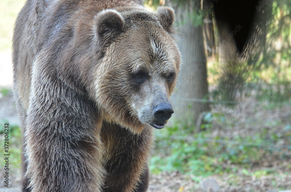 Obraz premium Grizzly Bear