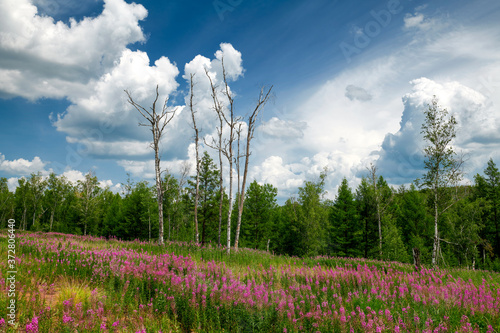 The beautiful willow herb flowers and grand cloudscape.