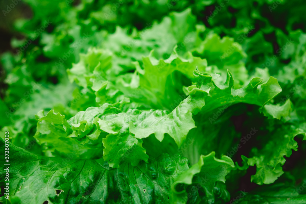 Gardening background with many lettuce green plants. Green leaf lettuce on garden bed in vegetable field. Lactuca sativa green leaves, closeup. Leaf Lettuce plantation. High quality photo Gardening background with many lettuce green plants. Green leaf lettuce on garden bed in vegetable field. Lactuca sativa green leaves, closeup. Leaf Lettuce plantation. High quality photo