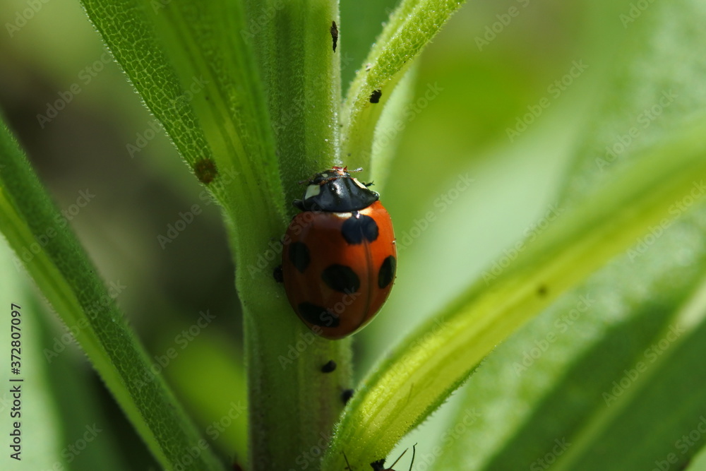 Seven spot ladybug is holding on the plant's stem. Seven spot ladybug is holding on the plant's stem.