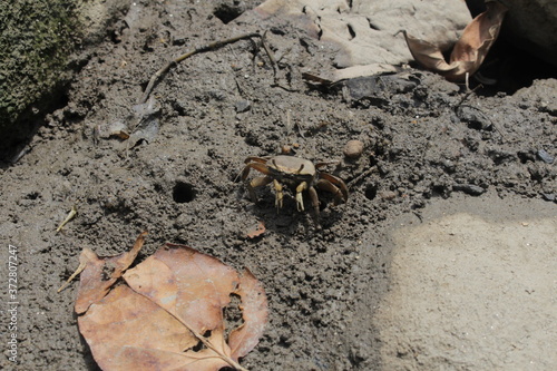 Little crab in the mud of Paraty city