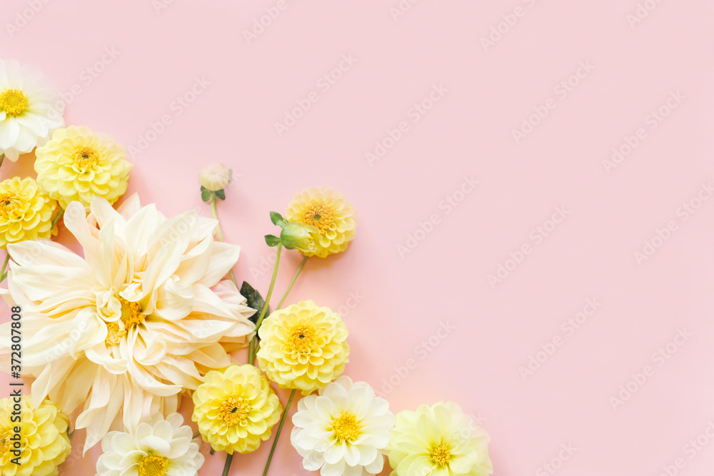 Fototapeta premium Yellow, white flowers dahlias on pink background. Flowers composition. Flat lay, top view, copy space. Summer, autumn concept.
