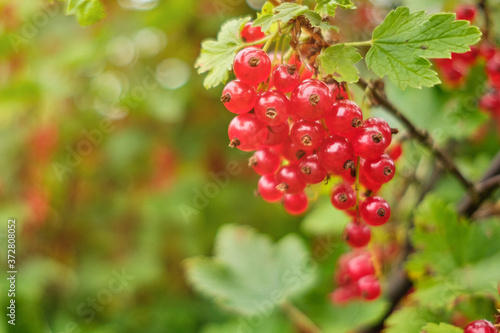 A bunch of red currant in summer