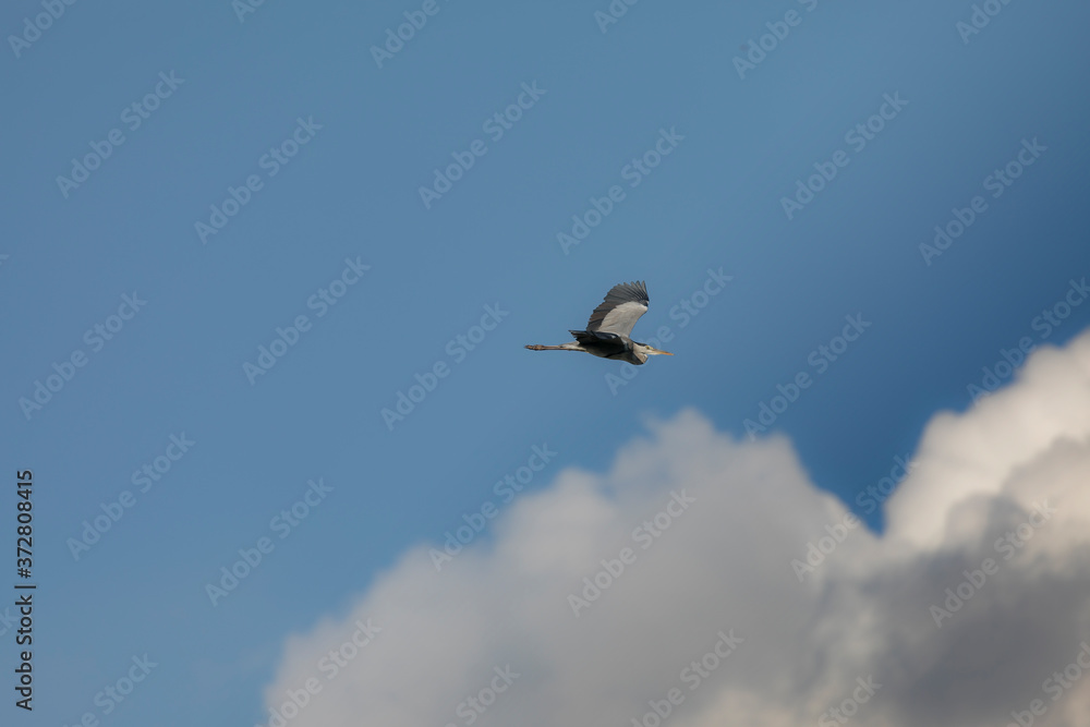 Fototapeta premium アオサギ