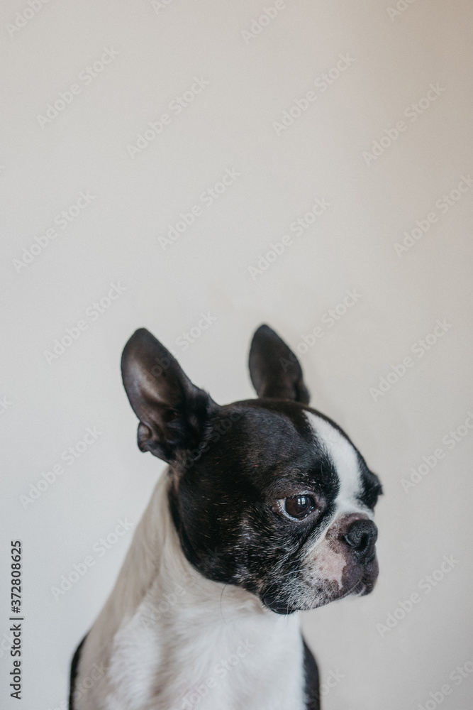 Portrait Boston Terrier dog 