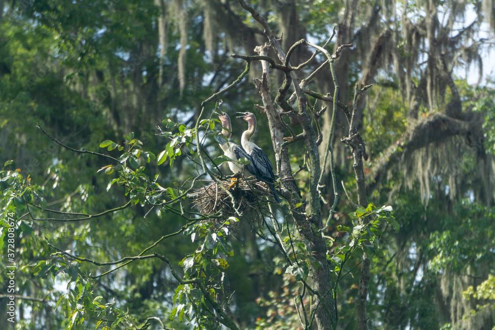 bird on a tree bird on a tree
