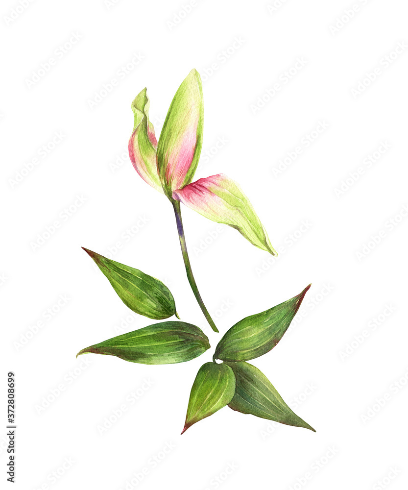 Watercolor lily, elegant pink lilly flower on an isolated white background, watercolor hand drawn flower, stock illustration. Watercolor lily, elegant pink lilly flower on an isolated white background, watercolor hand drawn flower, stock illustration.