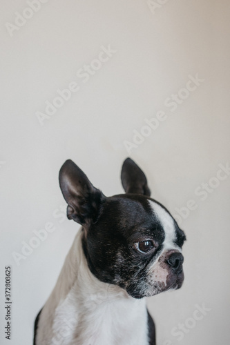 Portrait Boston Terrier dog 