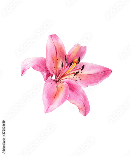 Watercolor lily, elegant pink lilly flower on an isolated white background, watercolor hand drawn flower, stock illustration.	