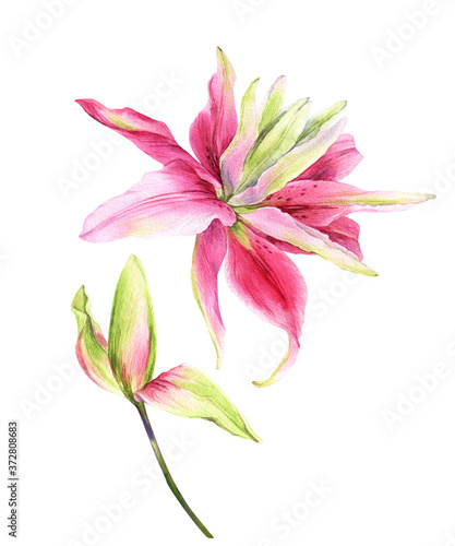 Watercolor lily, elegant pink lilly flower on an isolated white background, watercolor hand drawn flower, stock illustration.	