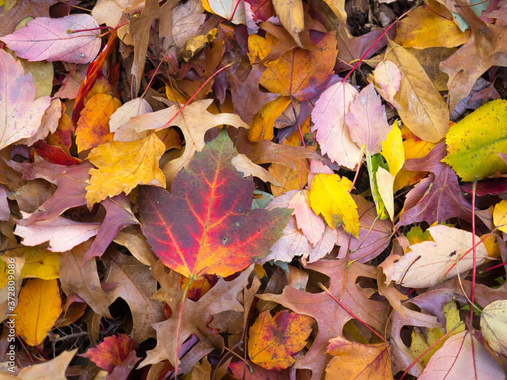 Fall leaves in Central Park Fall leaves in Central Park