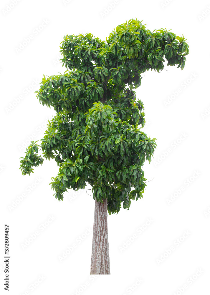 Fototapeta premium Beautiful green tree isolated on white.
